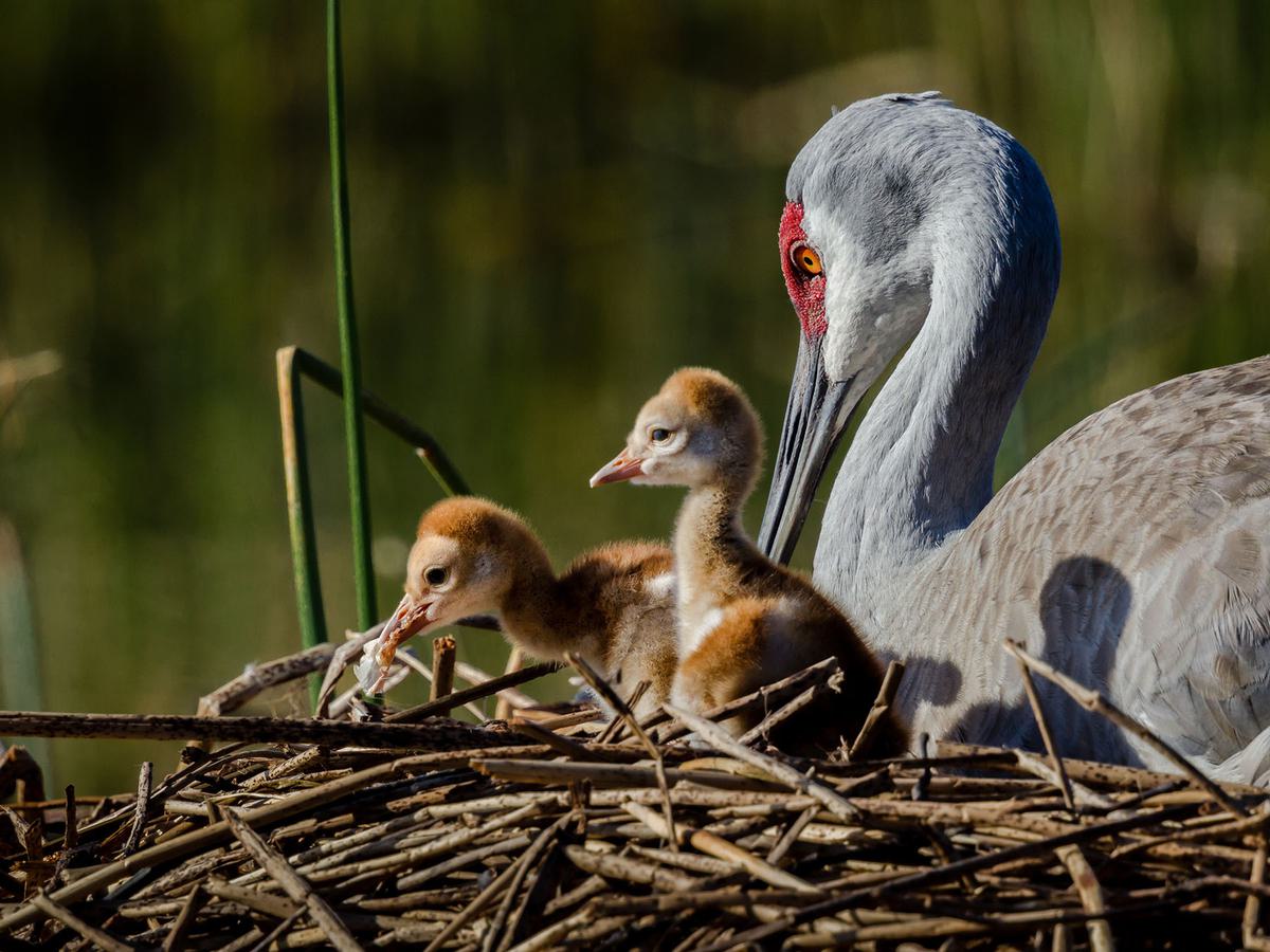 Two-day old Sandhill Crane chicks on the nest