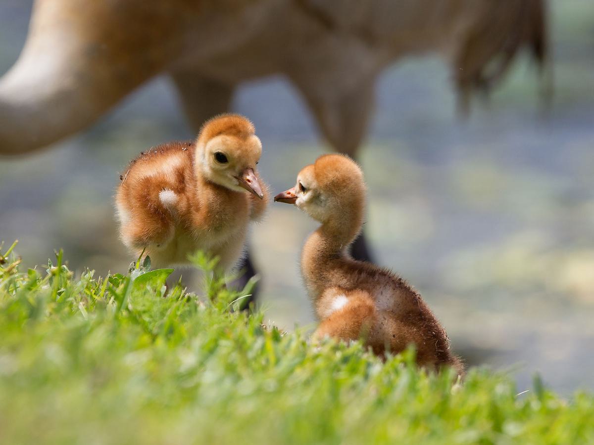 A pair of Sandhill Crane chicks