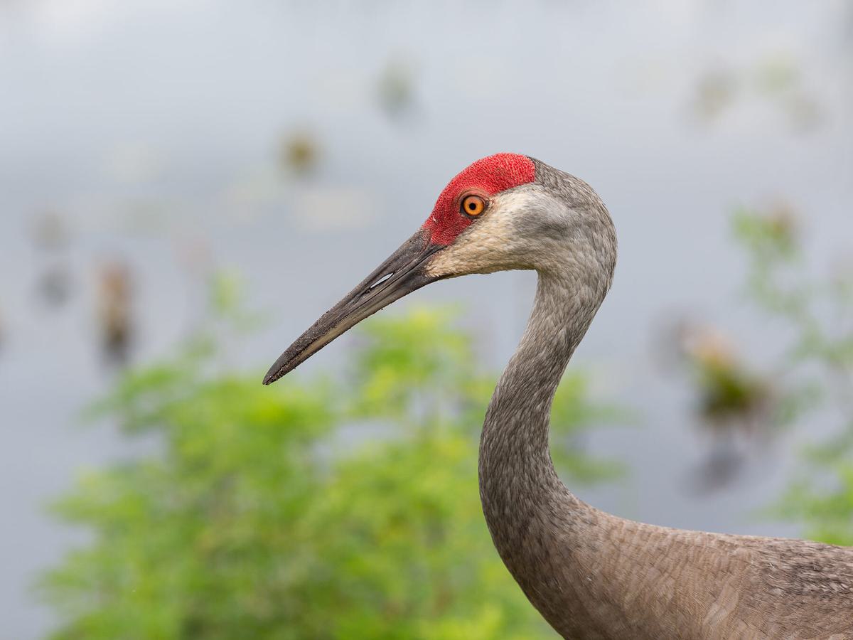 Close up of a Sandhill Crane