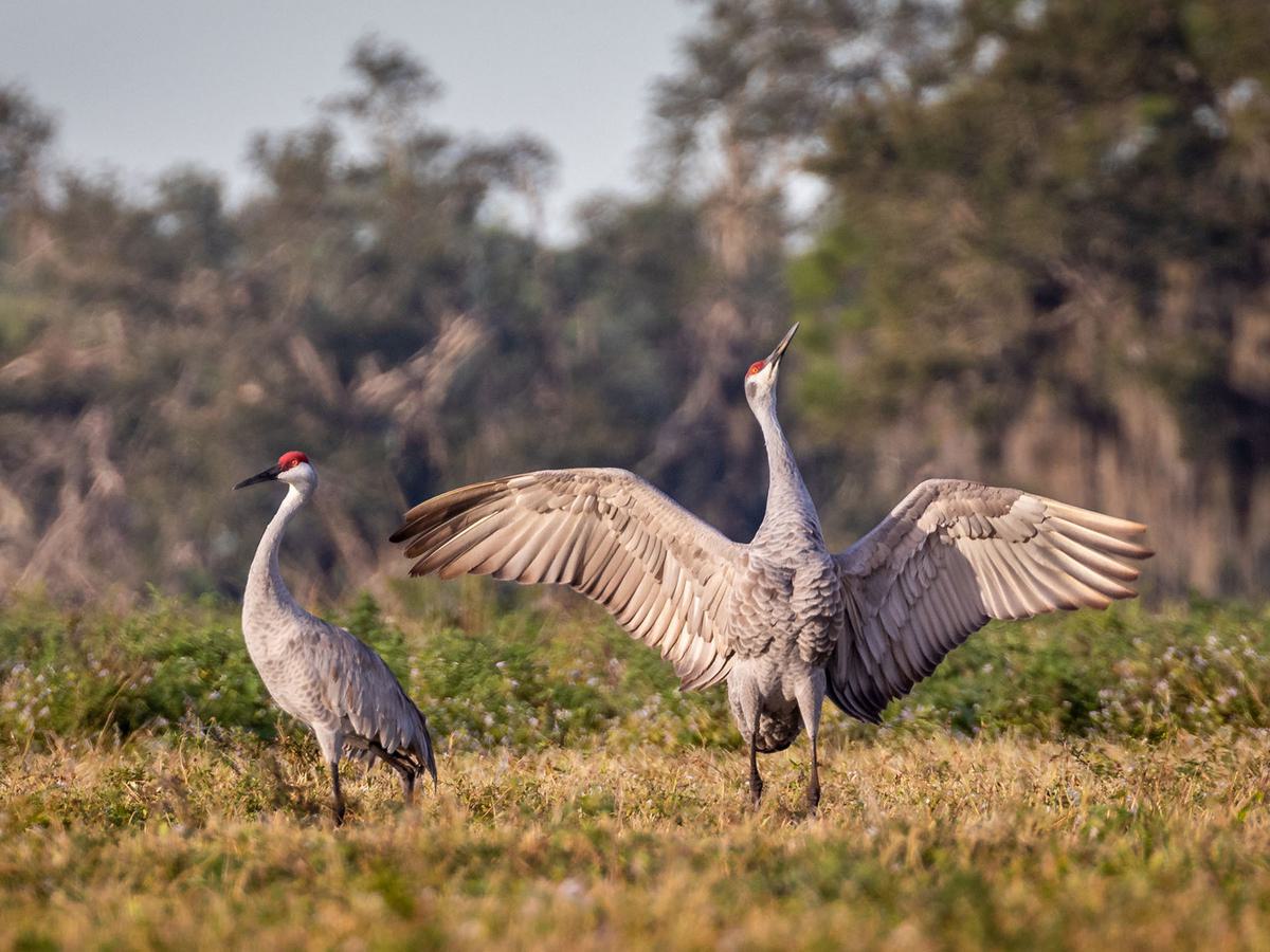Male Sandhill Crane (right) displaying to a female