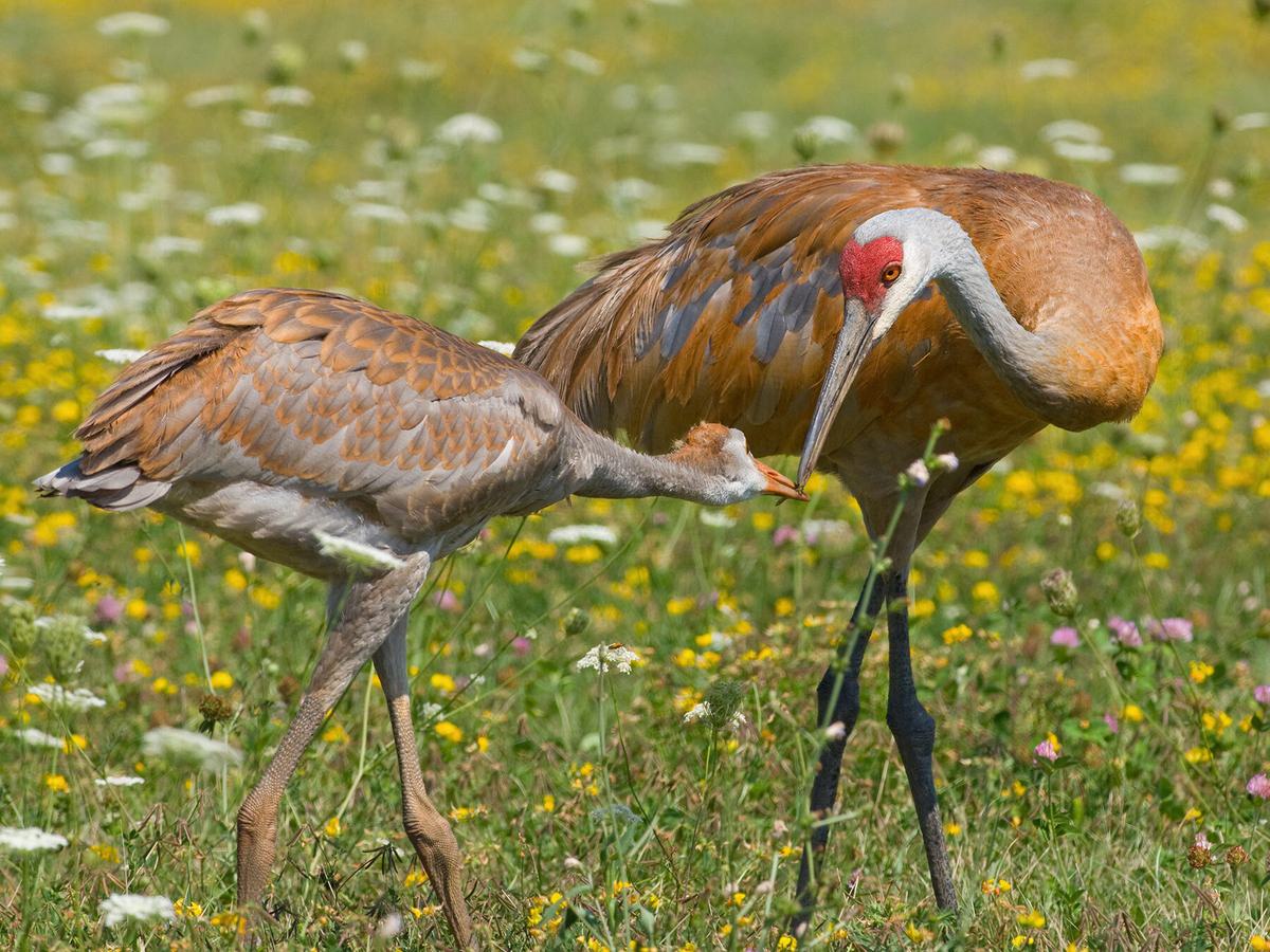 A sandhill crane feeding one of its young a grasshopper