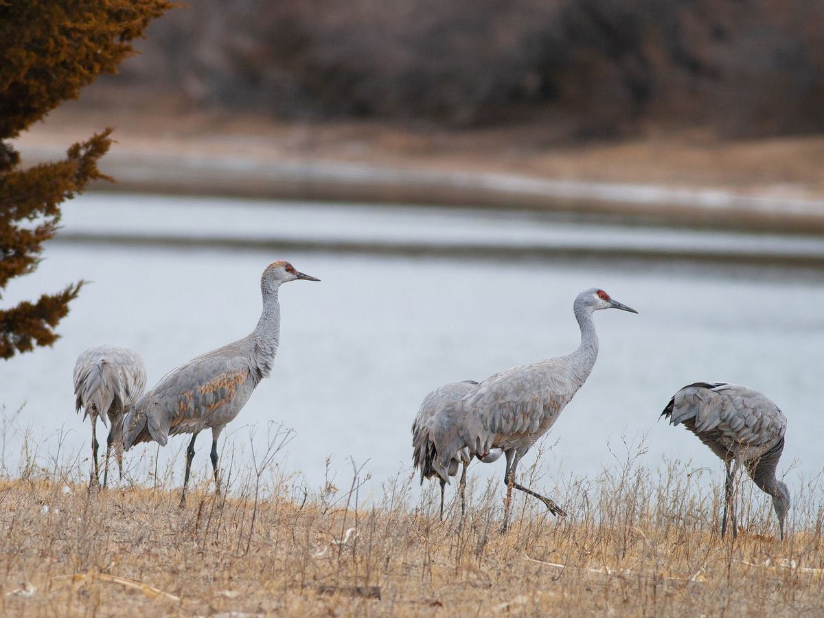 Sandhill Cranes gathering near the Platte River in central Nebraska during spring migration