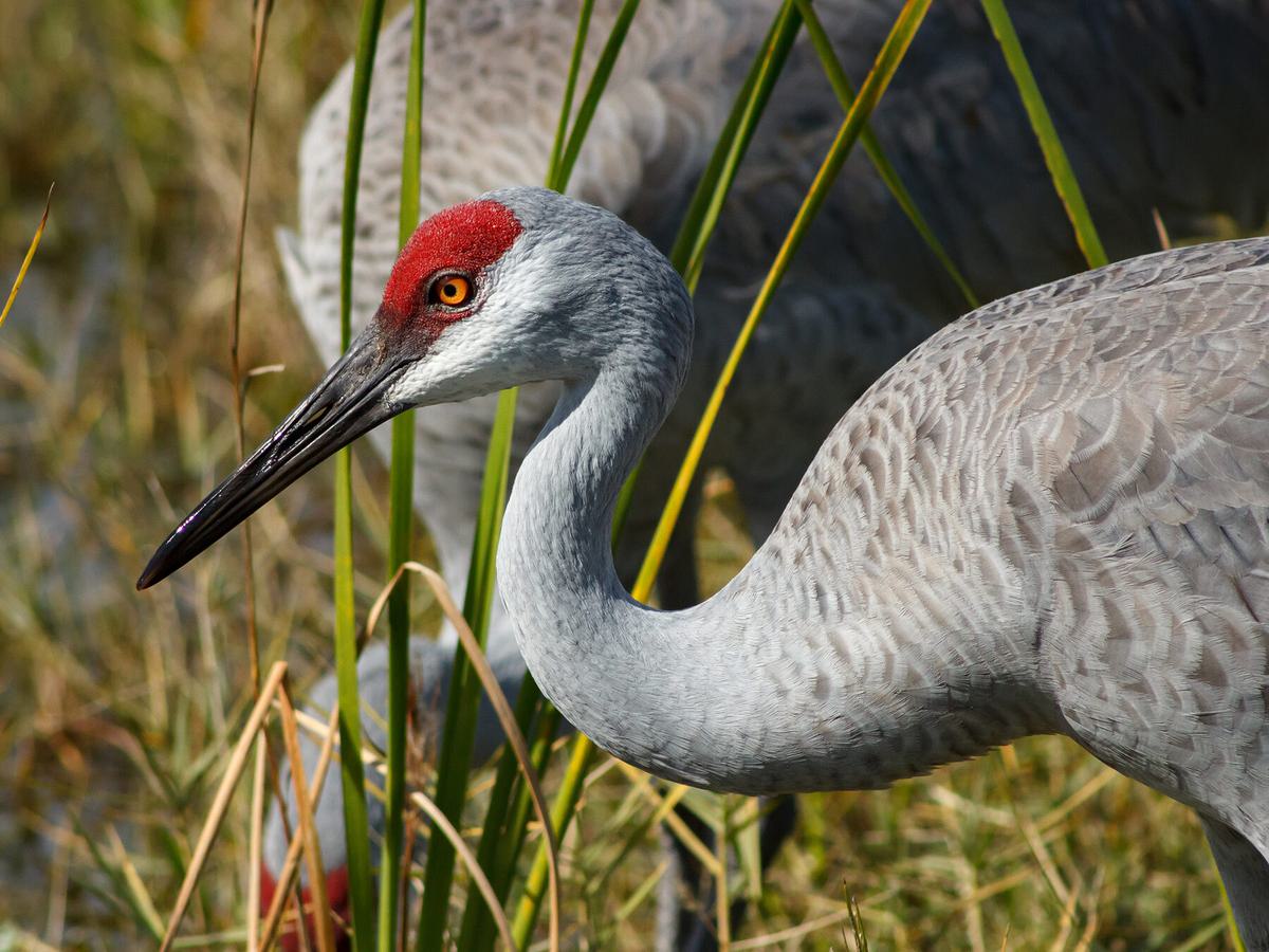 A pair of Sandhill Cranes (Antigone canadensis), foraging for food