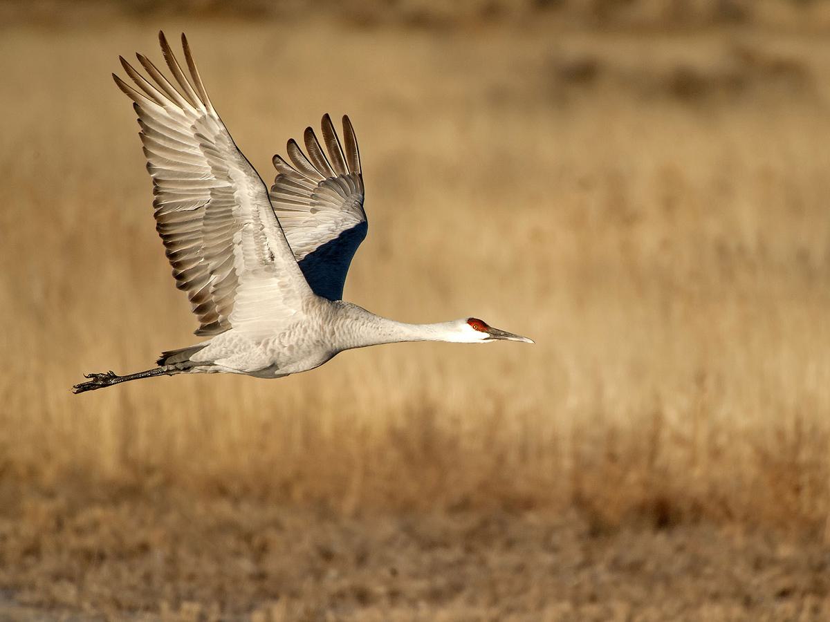 Close up of a Sandhill Crane in flight