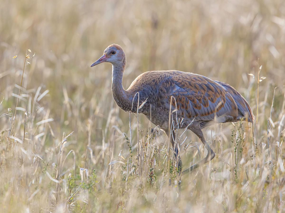 Juvenile Sandhill Crane