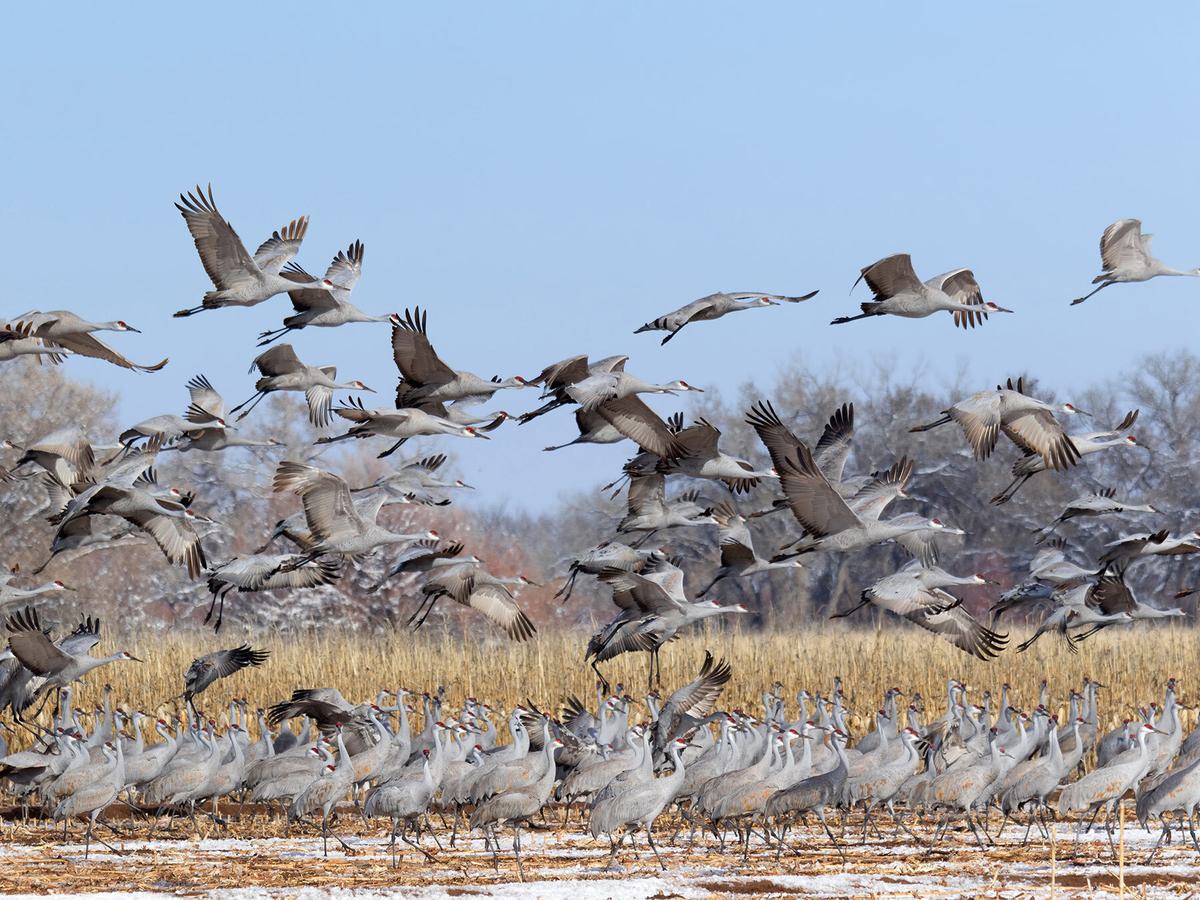 A large flock of Sandhill Cranes during migration