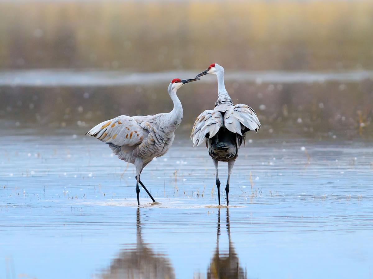 A pair of Sandhill Cranes during courtship