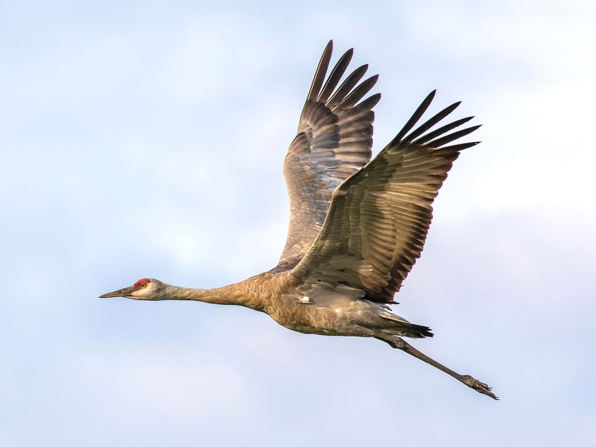 How Big Are Sandhill Cranes? (Wingspan, Height + Size)