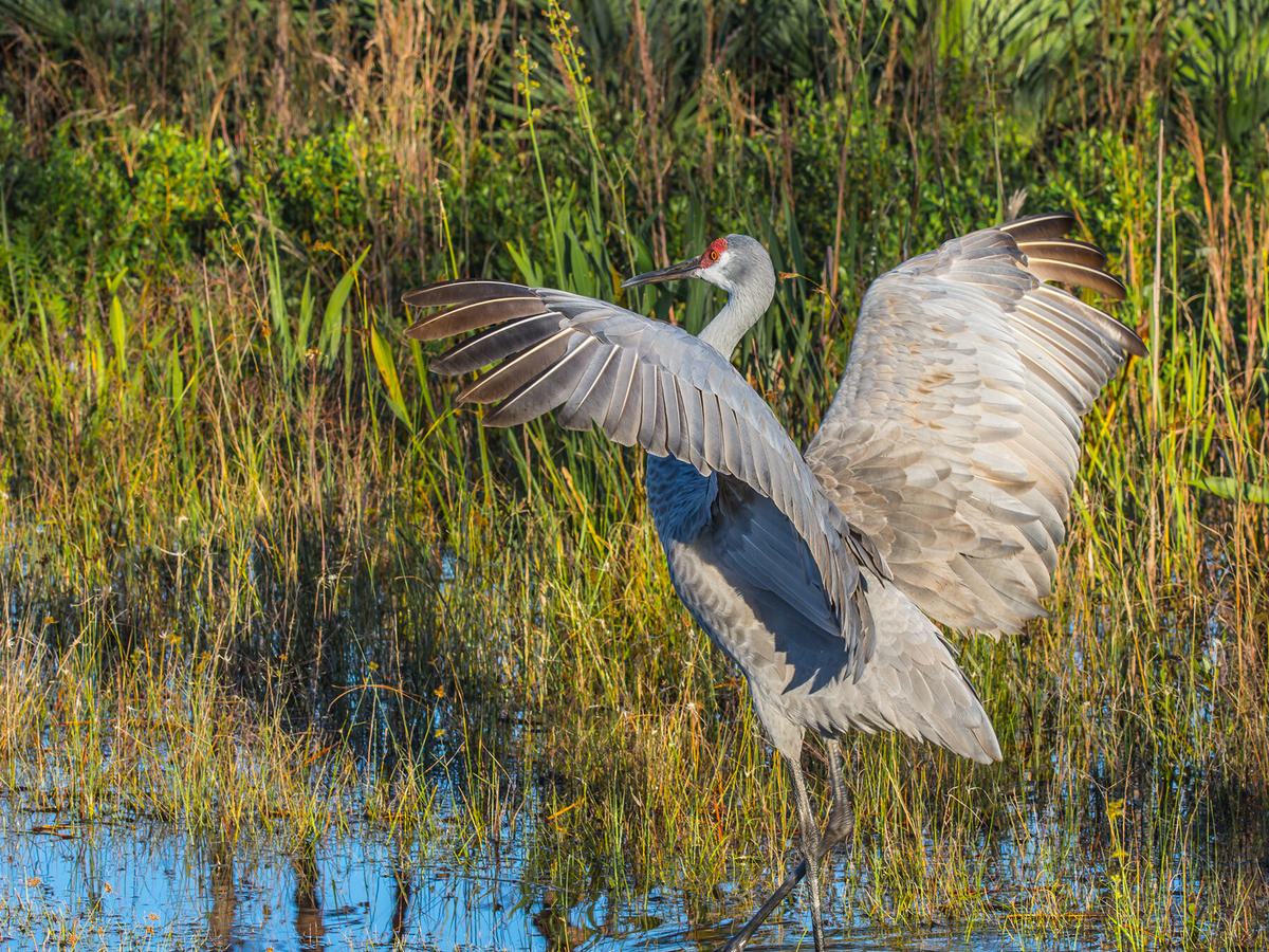 Sandhill Crane spreading its wings