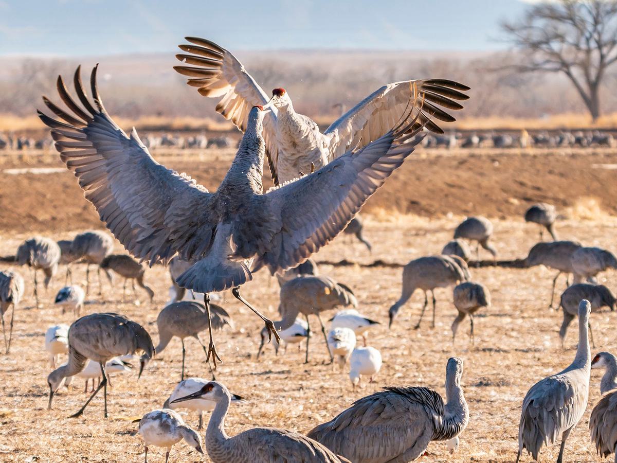 Sandhill Cranes perform a unison dance, which helps them maintain their bonds
