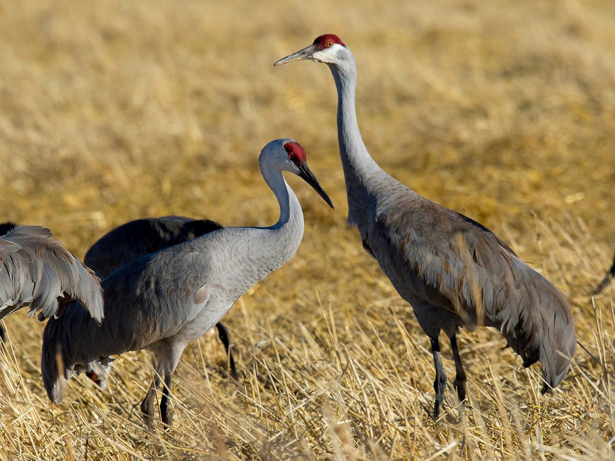 Greater sandhill cranes - winter migration through Southern Colorado's San Luis Valley, Monte Vista National Wildlife Refuge