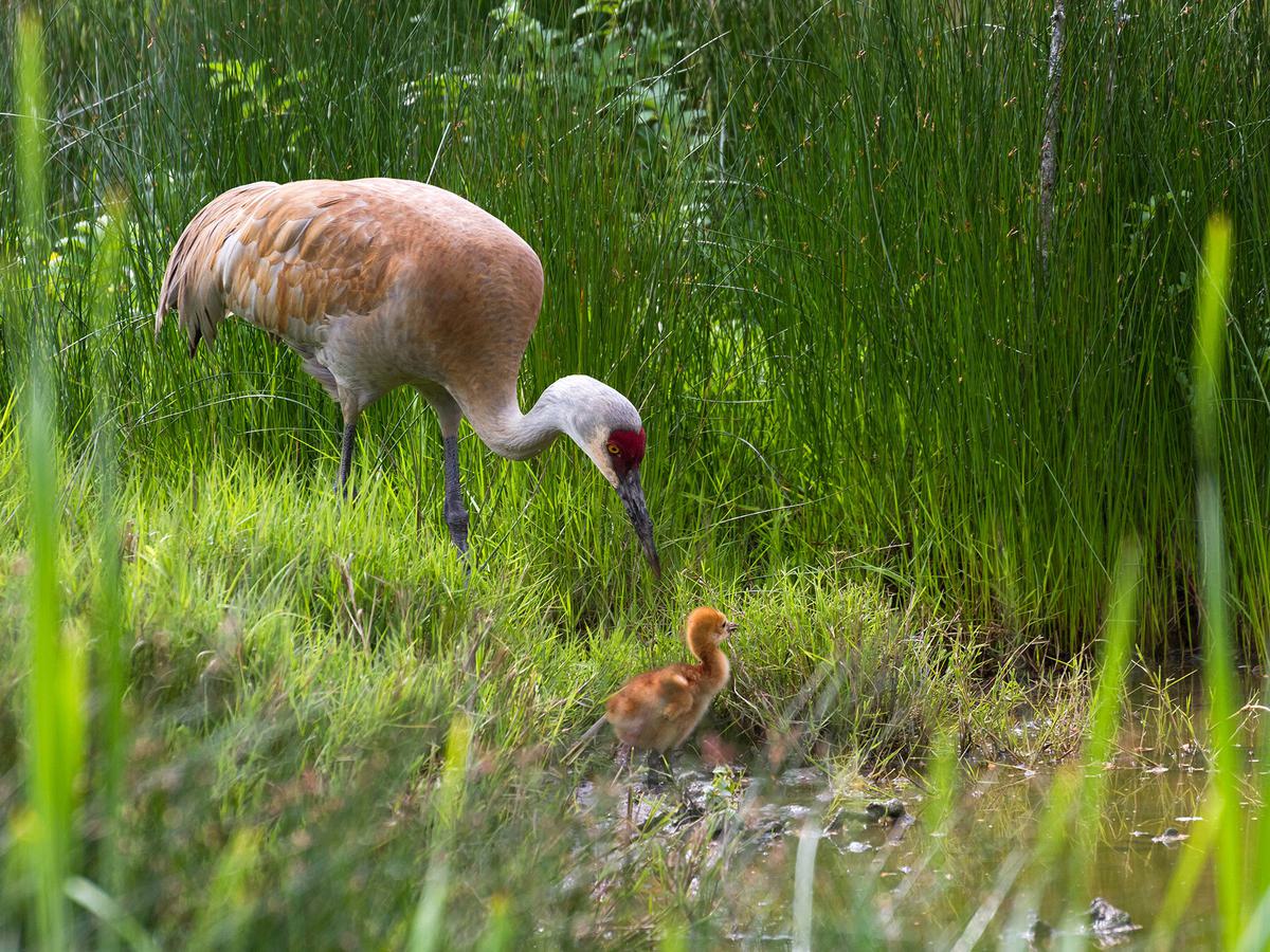A sandhill crane with a week year old chick
