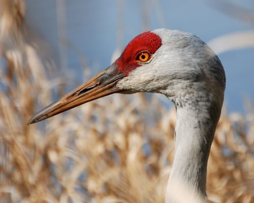 Sandhill Crane