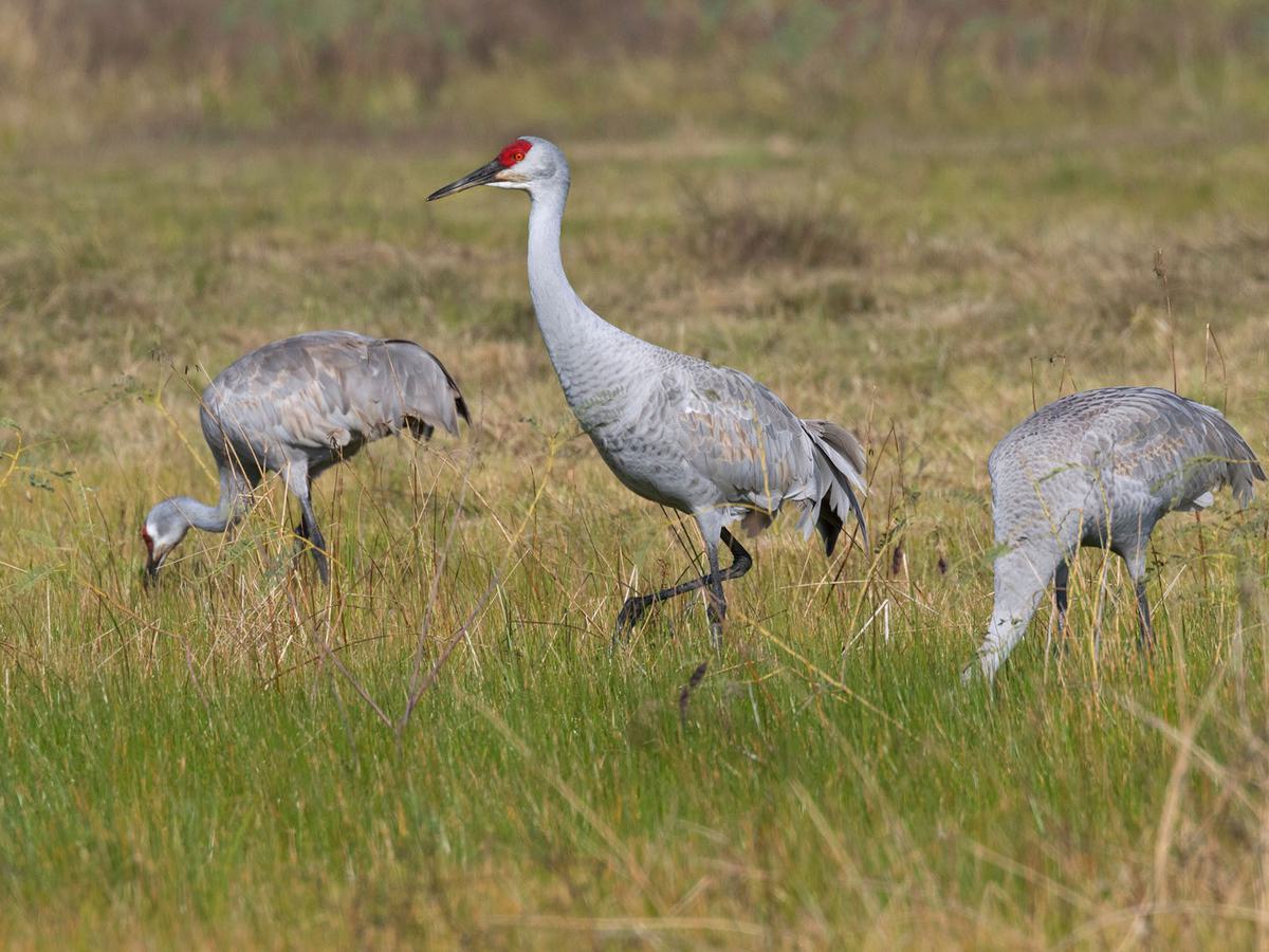 One study found that female Sandhill Cranes generally spend more time foraging than males