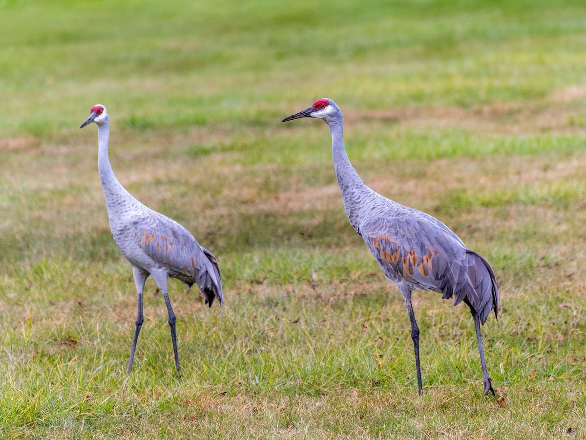 Sandhill Cranes foraging for food