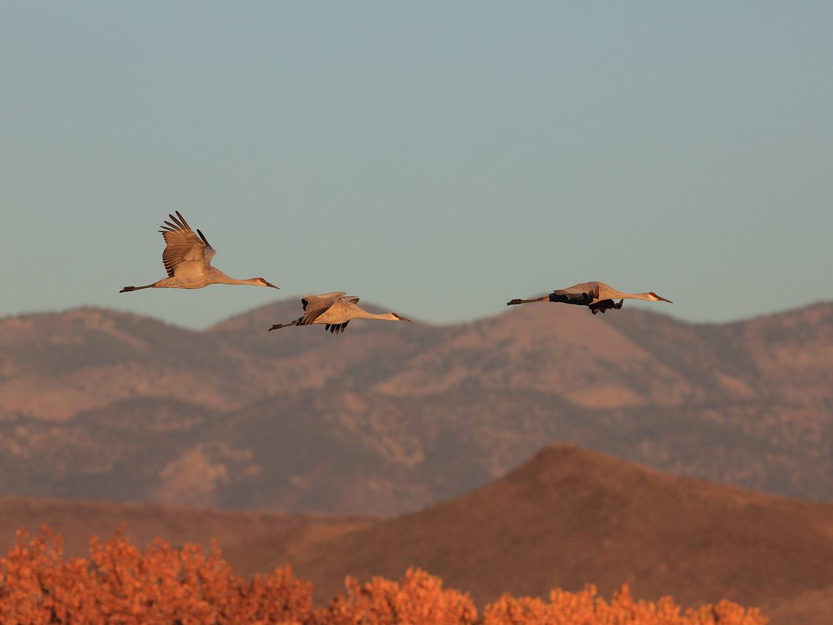 Sandhill Cranes in flight through the mountains in New Mexico