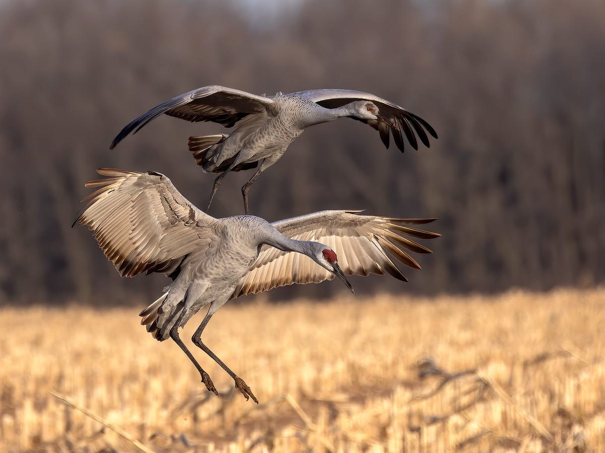 Two Sandhill Cranes in Wisconsin