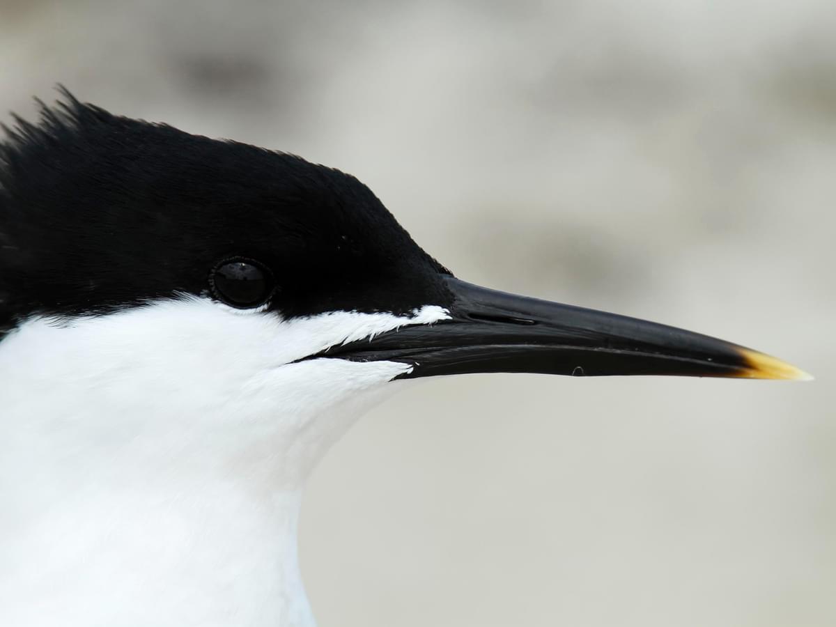 Sandwich Tern portrait