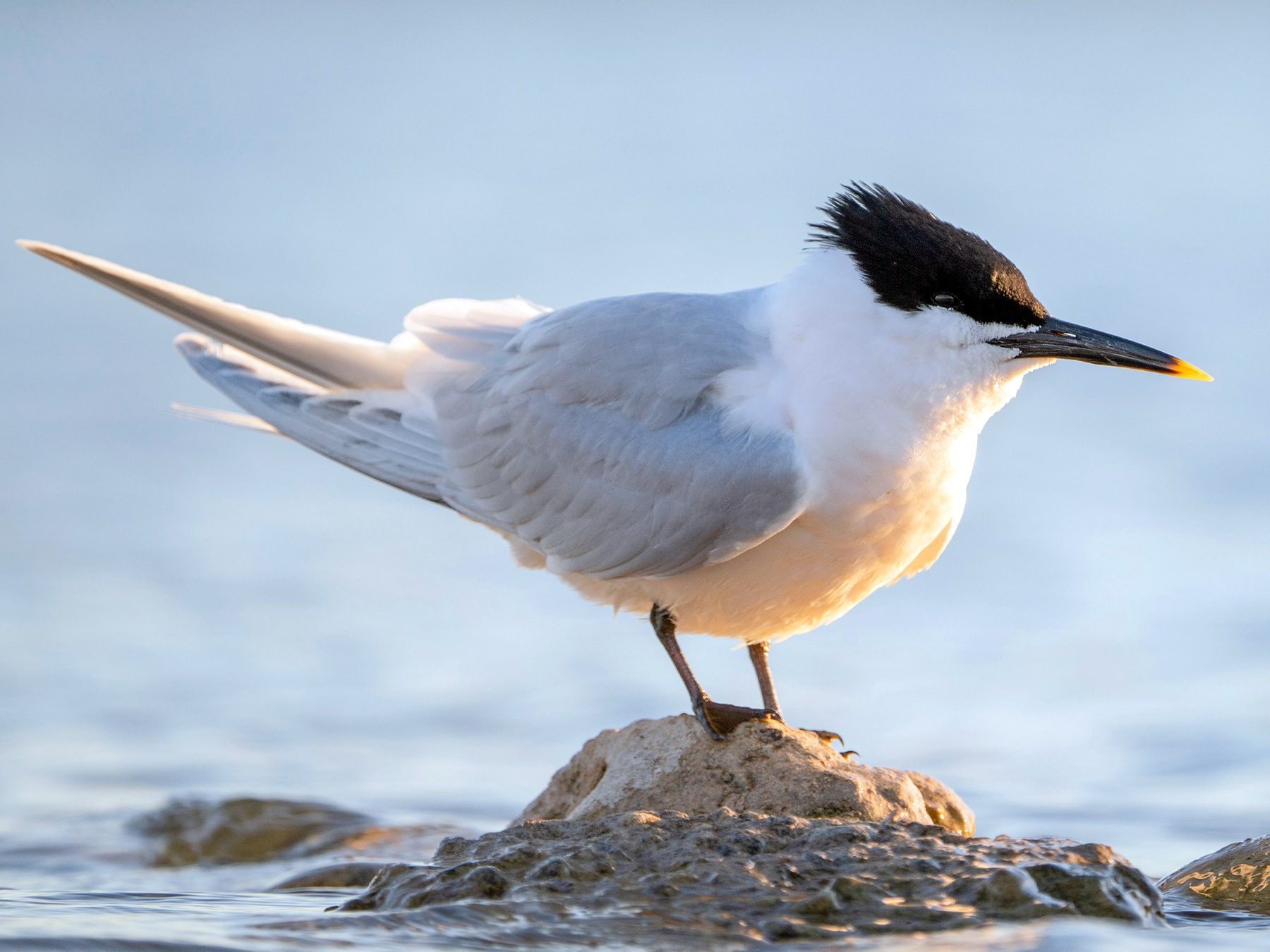 Sandwich Tern
