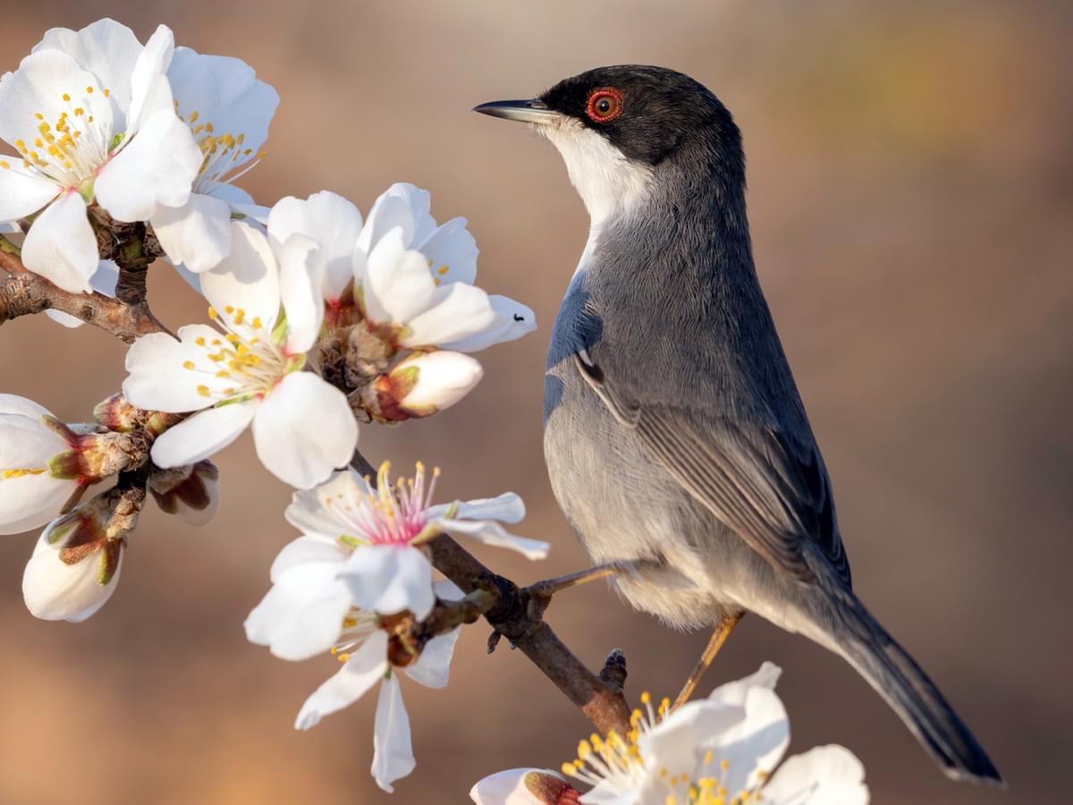Sardinian Warbler male resting on a flowering plant