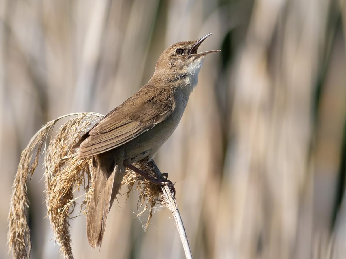 Savi's Warbler singing from the top of the reeds