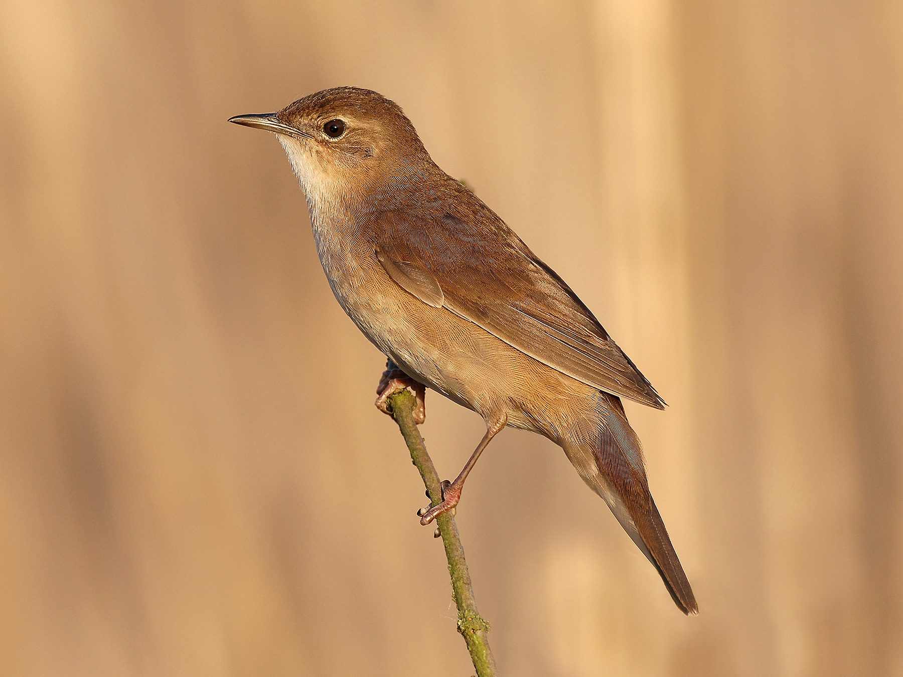 Savi's Warbler