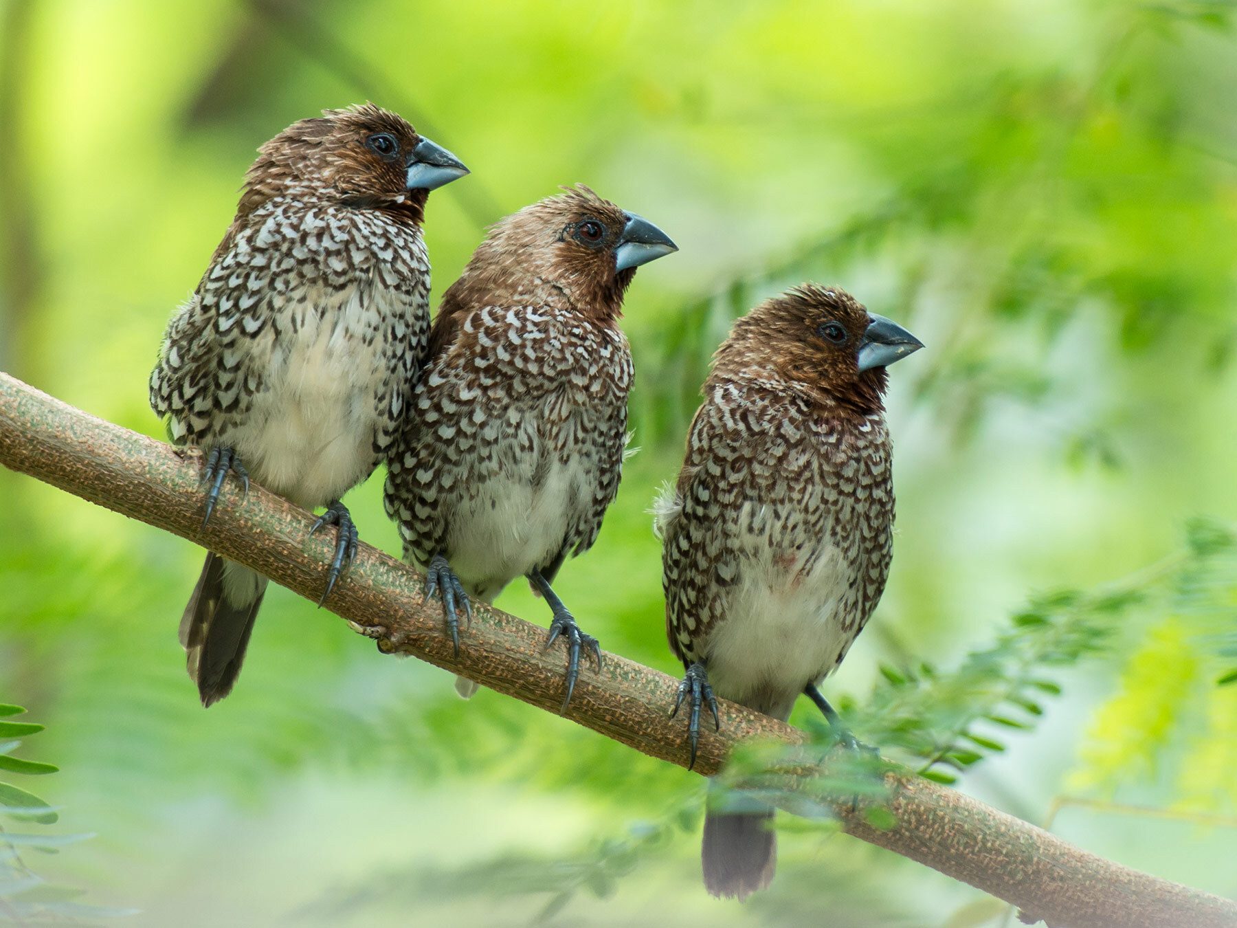 Scaly-breasted Munia