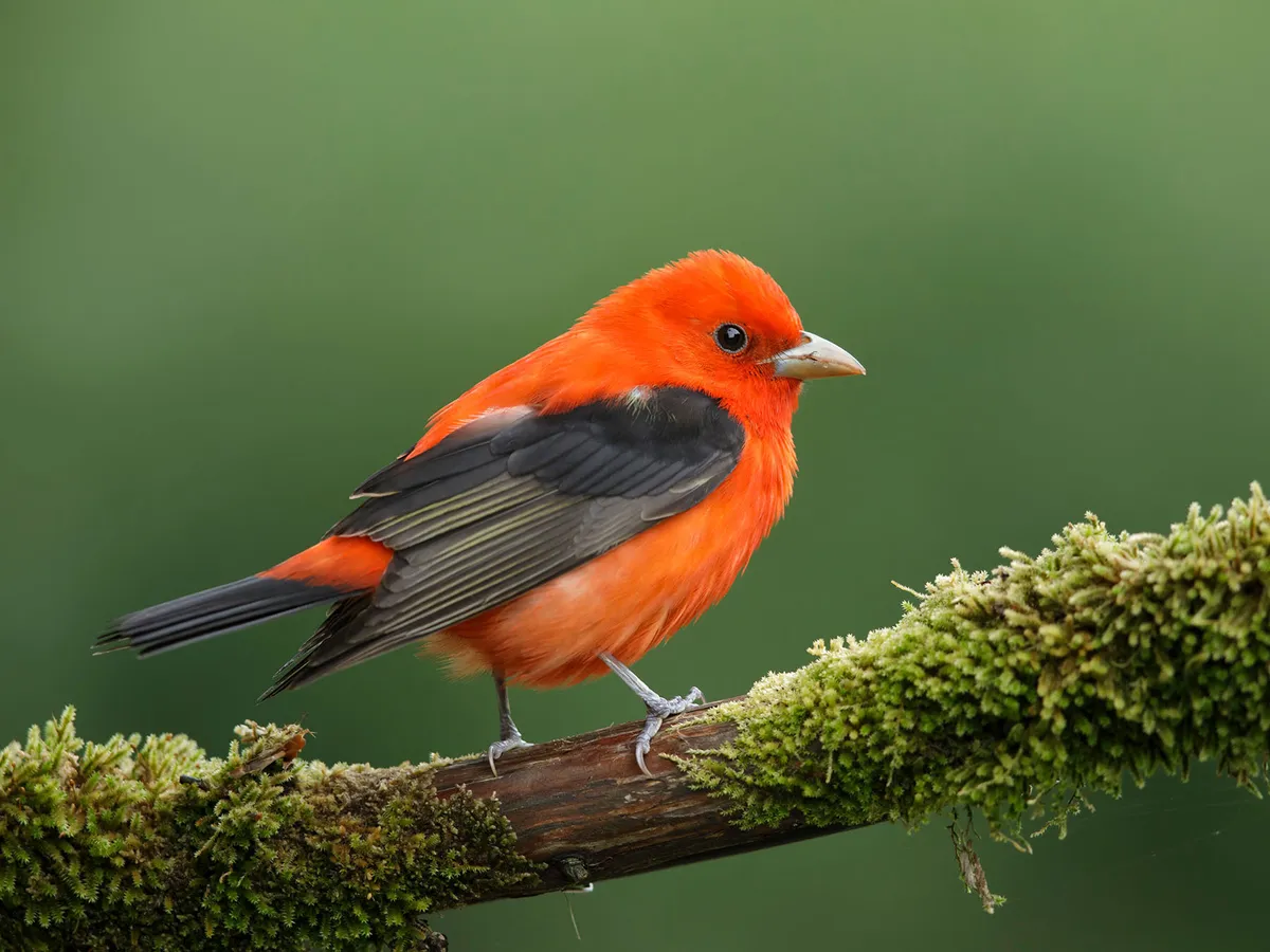 What Do Scarlet Tanagers Eat? (Diet, Behavior + FAQs)