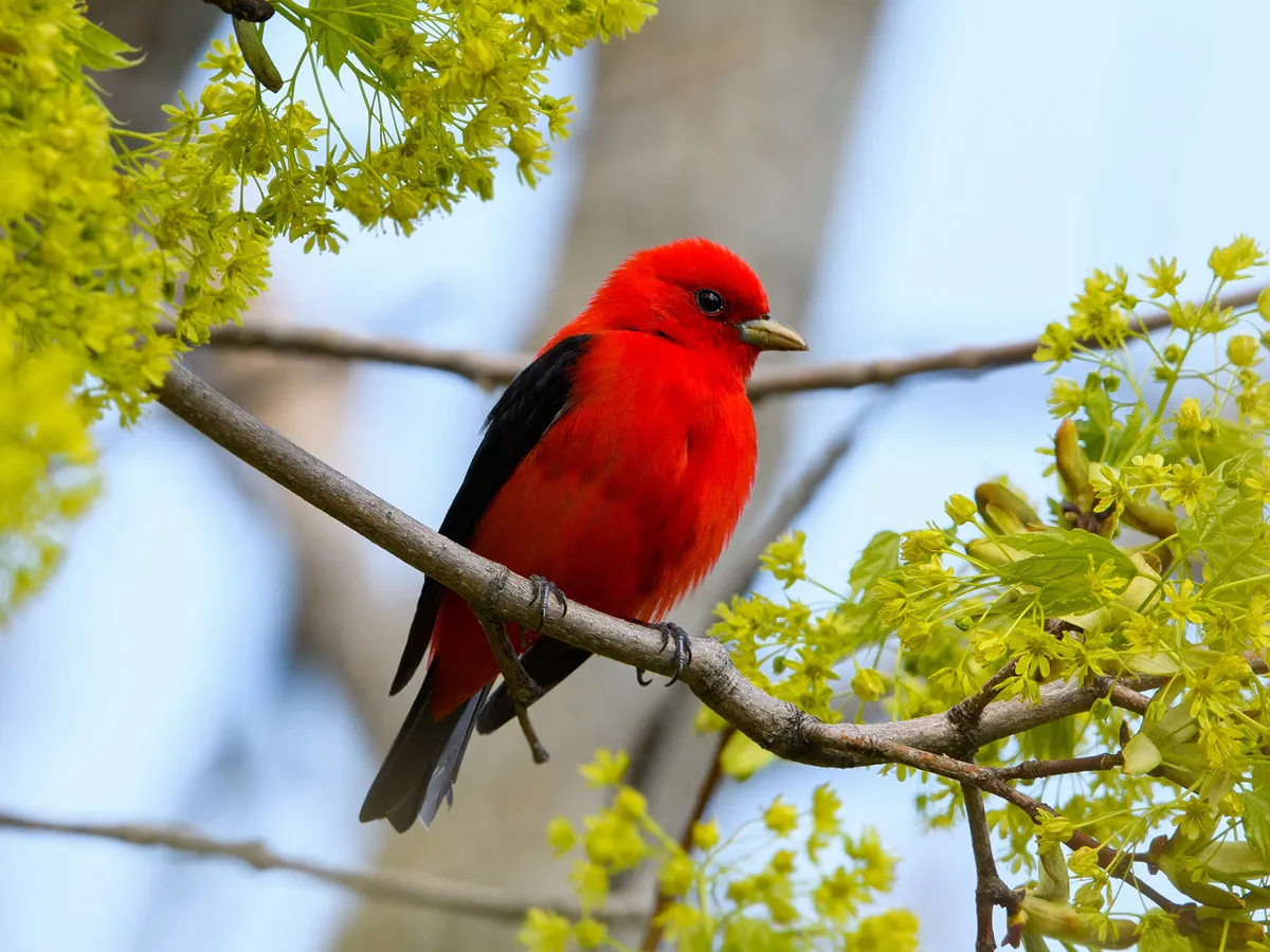 Scarlet Tanager Migration (Behavior, Routes, Distance + FAQs)