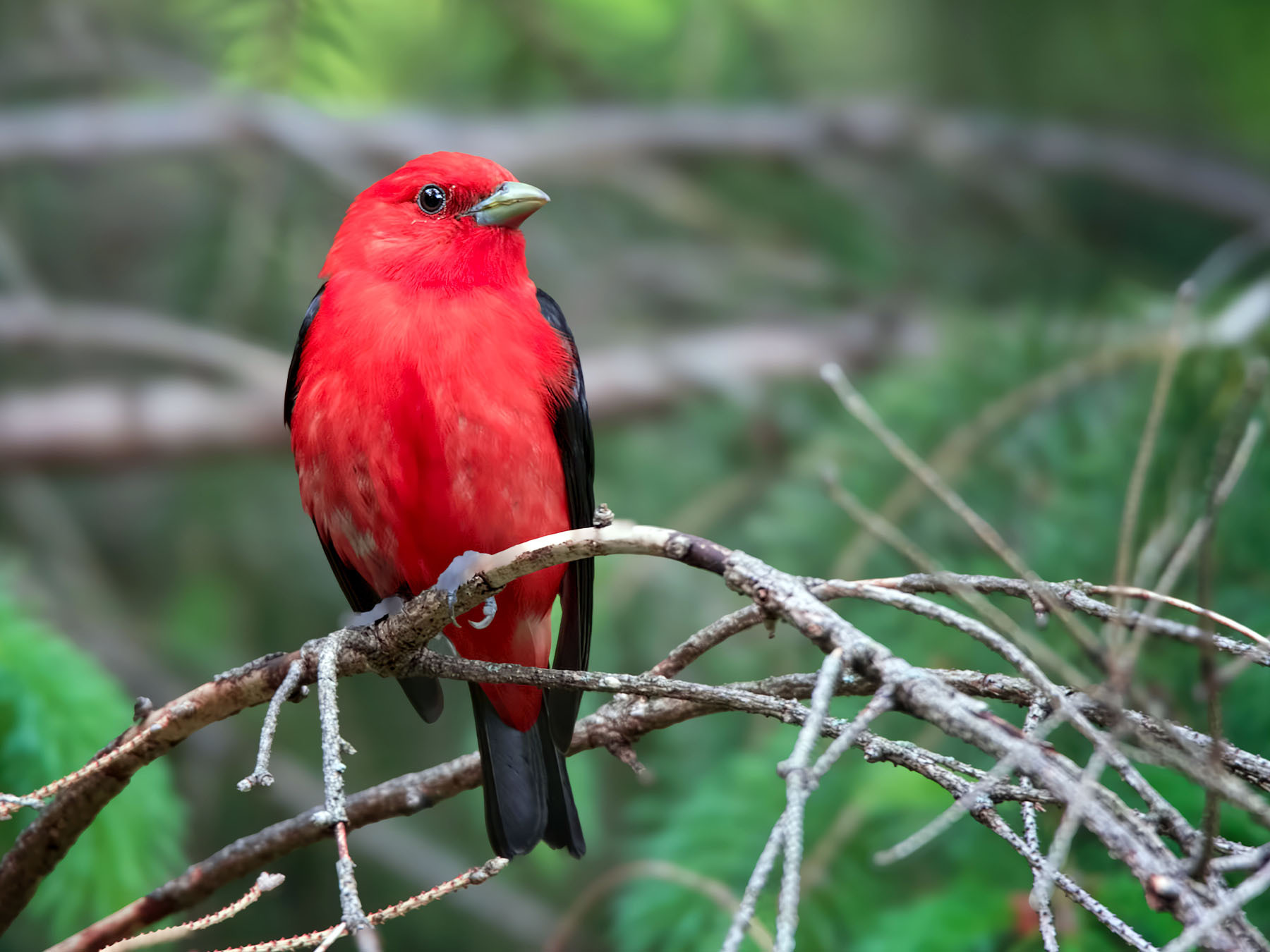 Scarlet Tanager Bird Facts (Piranga olivacea) | Birdfact