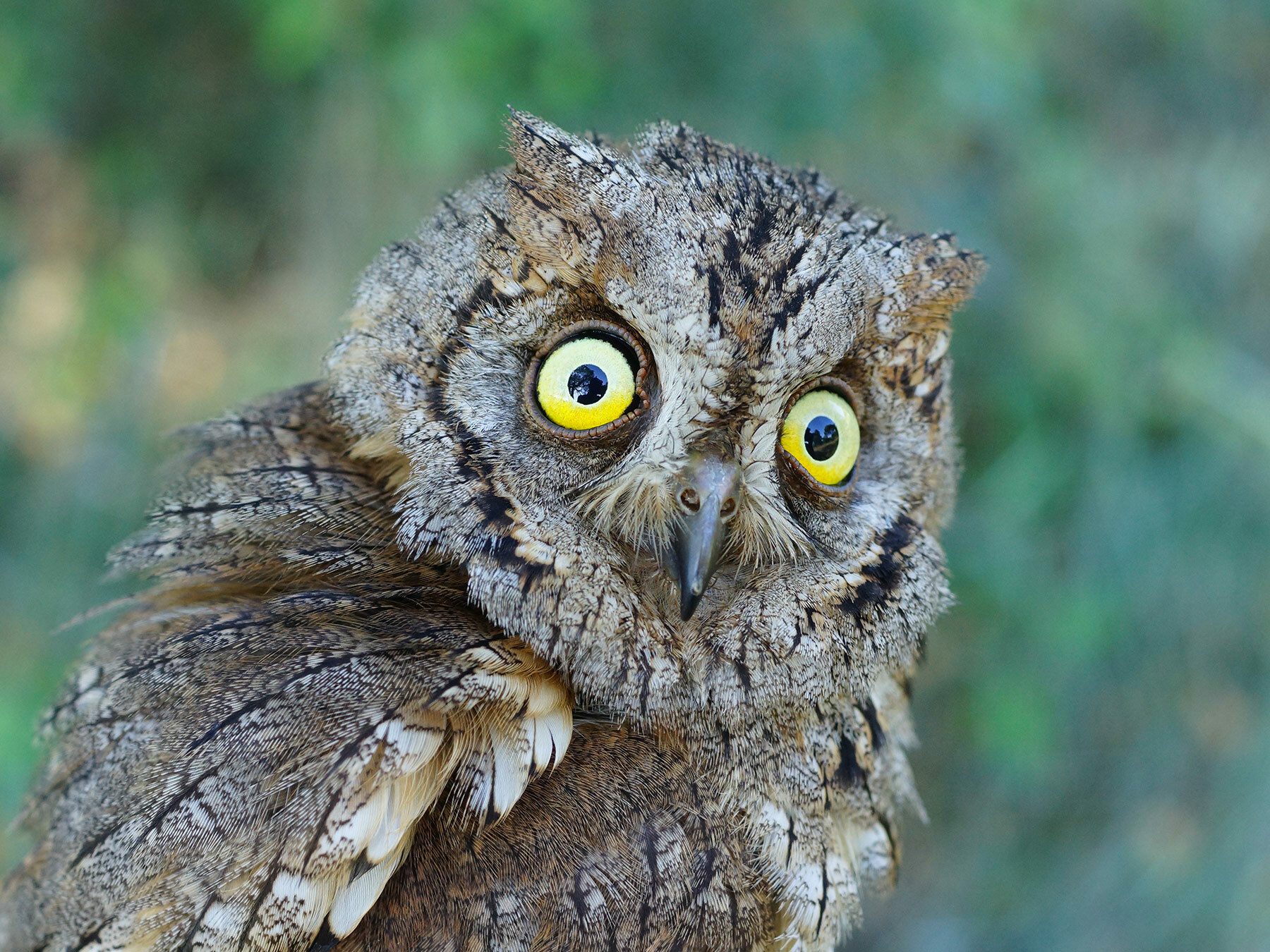 Eurasian Scops-owl