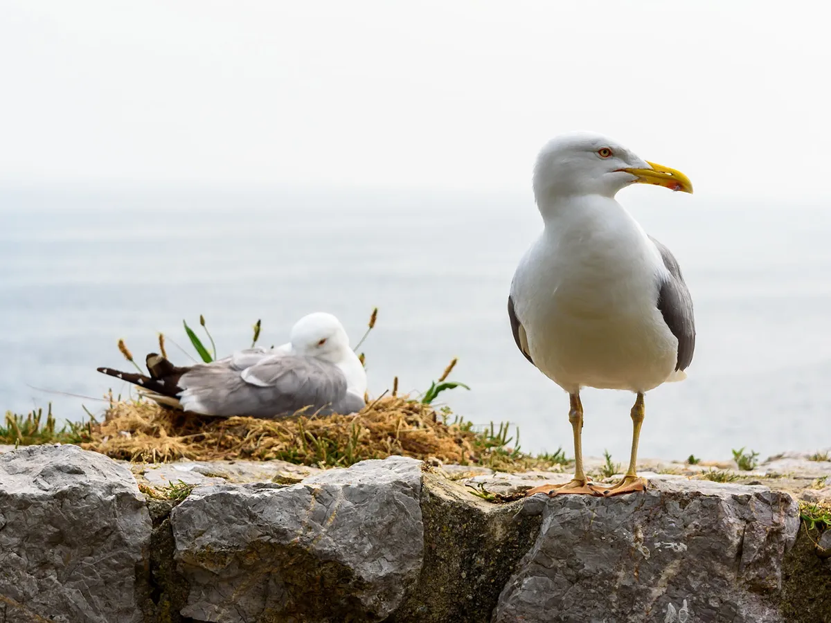 Seagull Nesting Secrets: Unveiling the Hidden Sanctuaries by the Sea