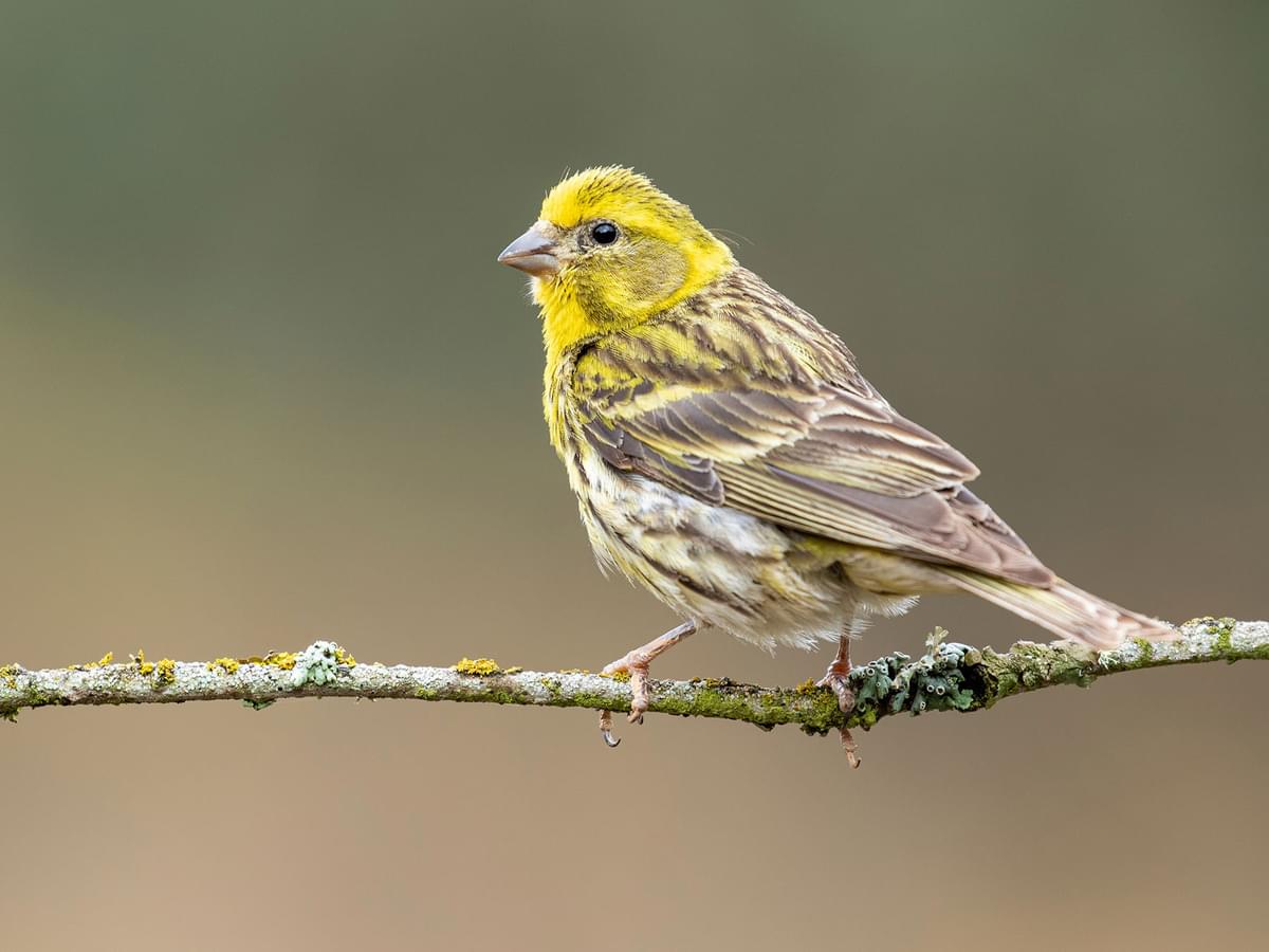 Male Serin perched on a branch