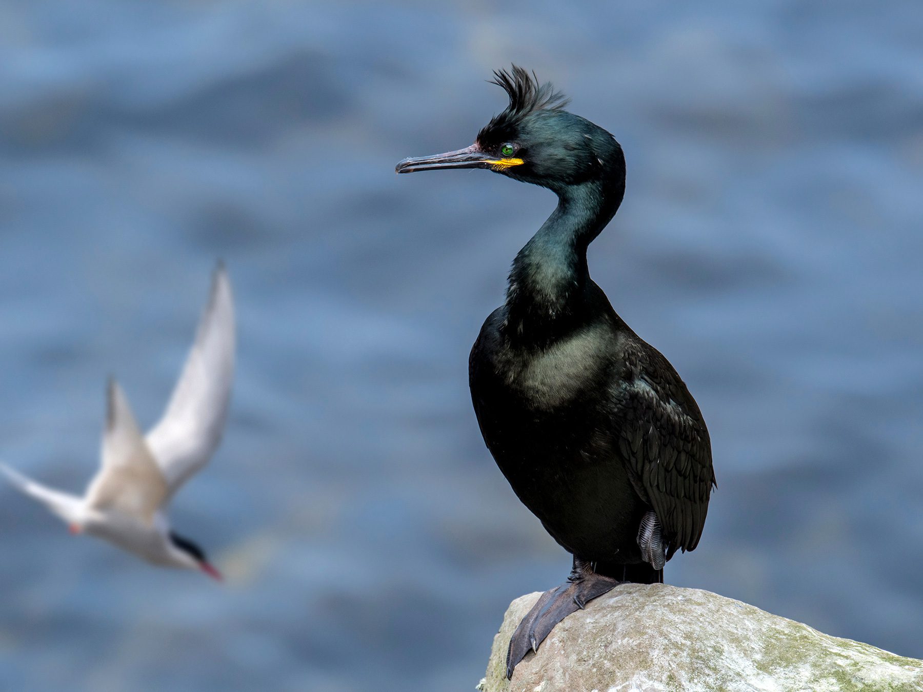European Shag