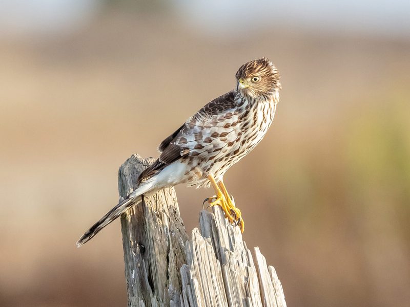 What Do Hawks Eat? A Complete Guide to Raptor Diets | Birdfact
