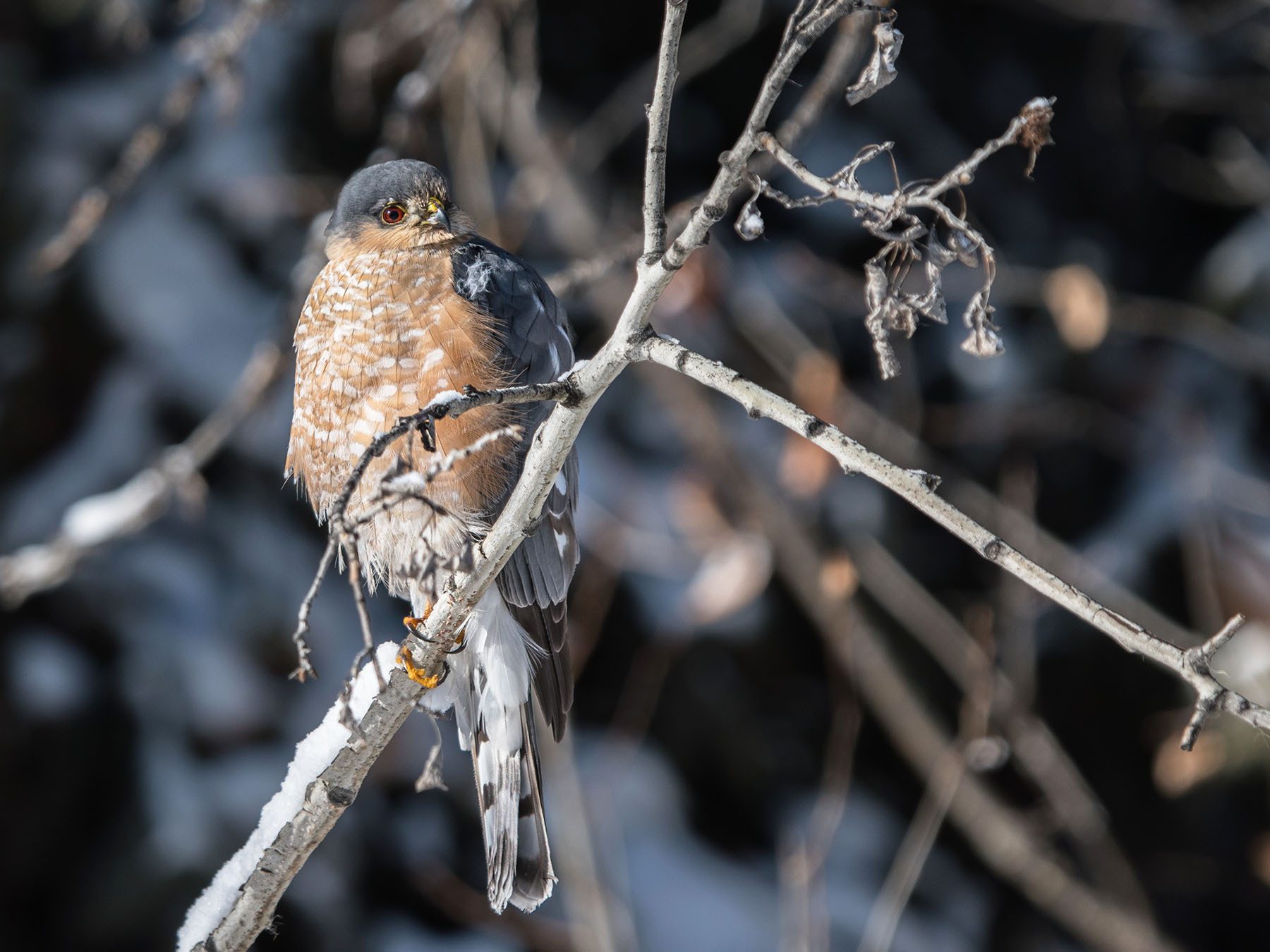 Sharp-shinned Hawk
