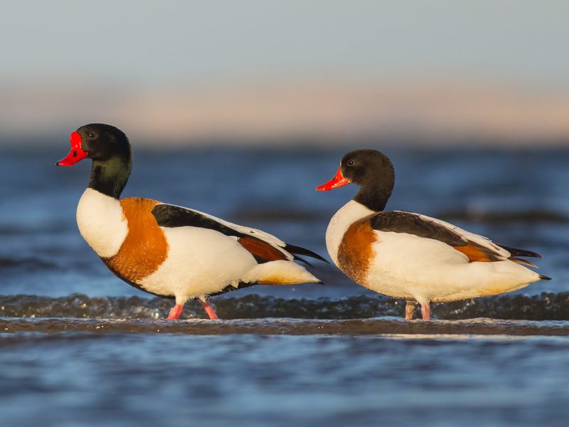 Do Ducks Mate For Life? Guide) Birdfact Do Ducks Mate For Life? Guide) Birdfact