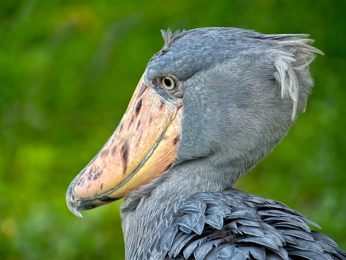 How Big Are Shoebill Storks? (Wingspan + Size) Birdfact