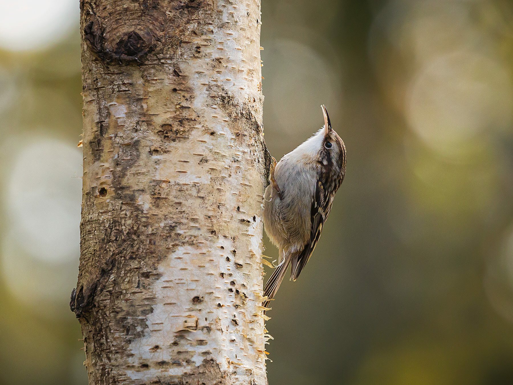 Short-toed Treecreeper