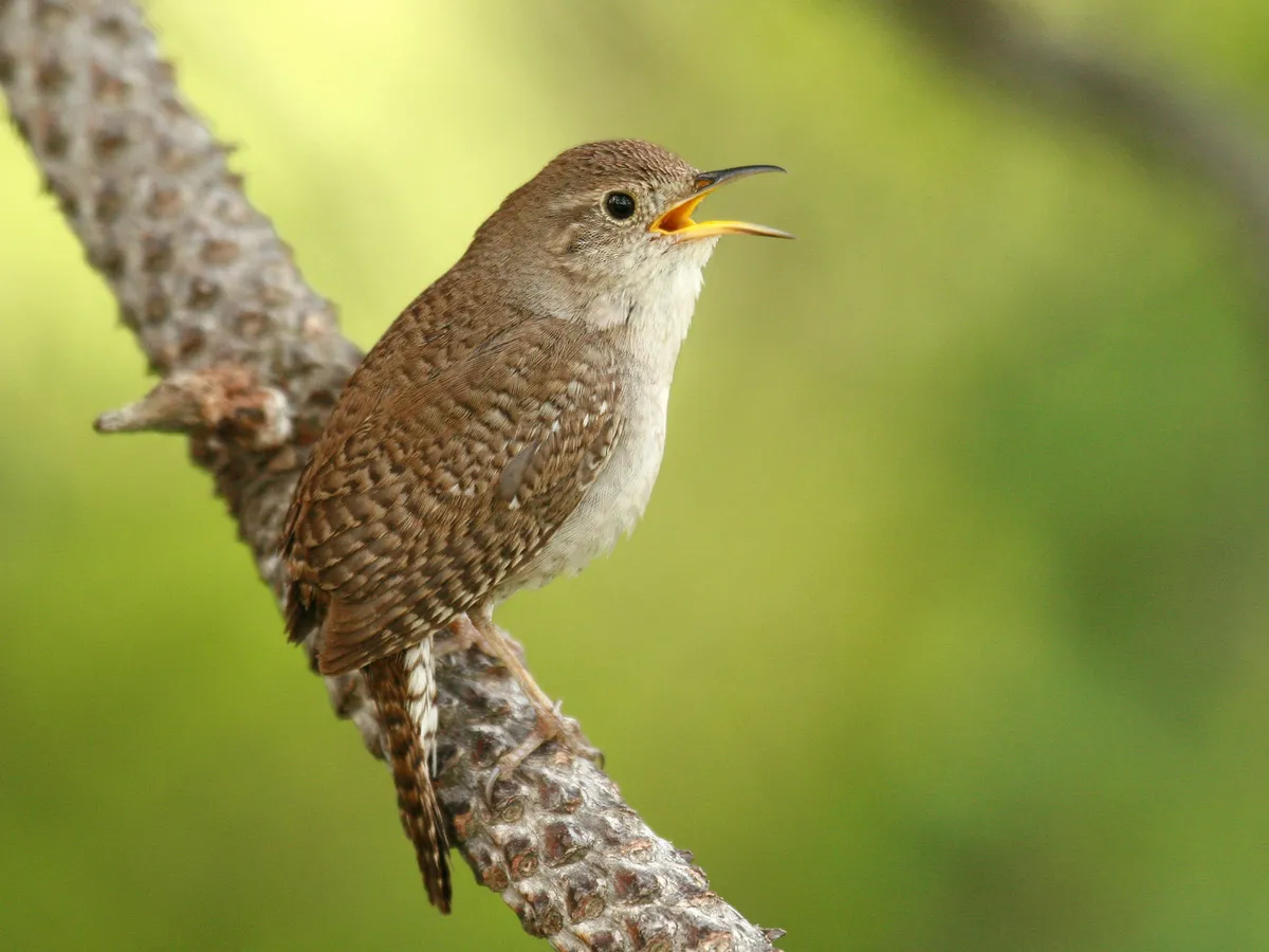 Female House Wrens (Male vs Female Identification) | Birdfact
