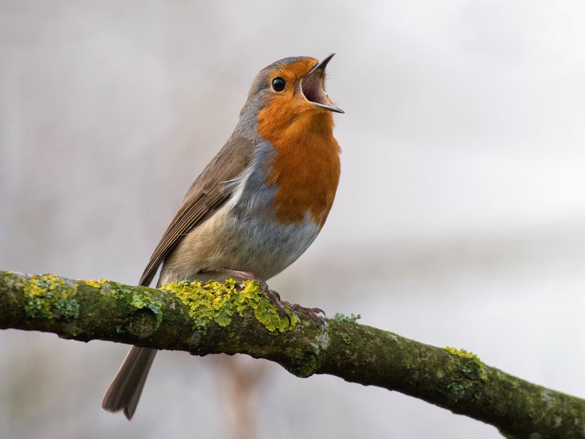 Robin perched on a branch, singing