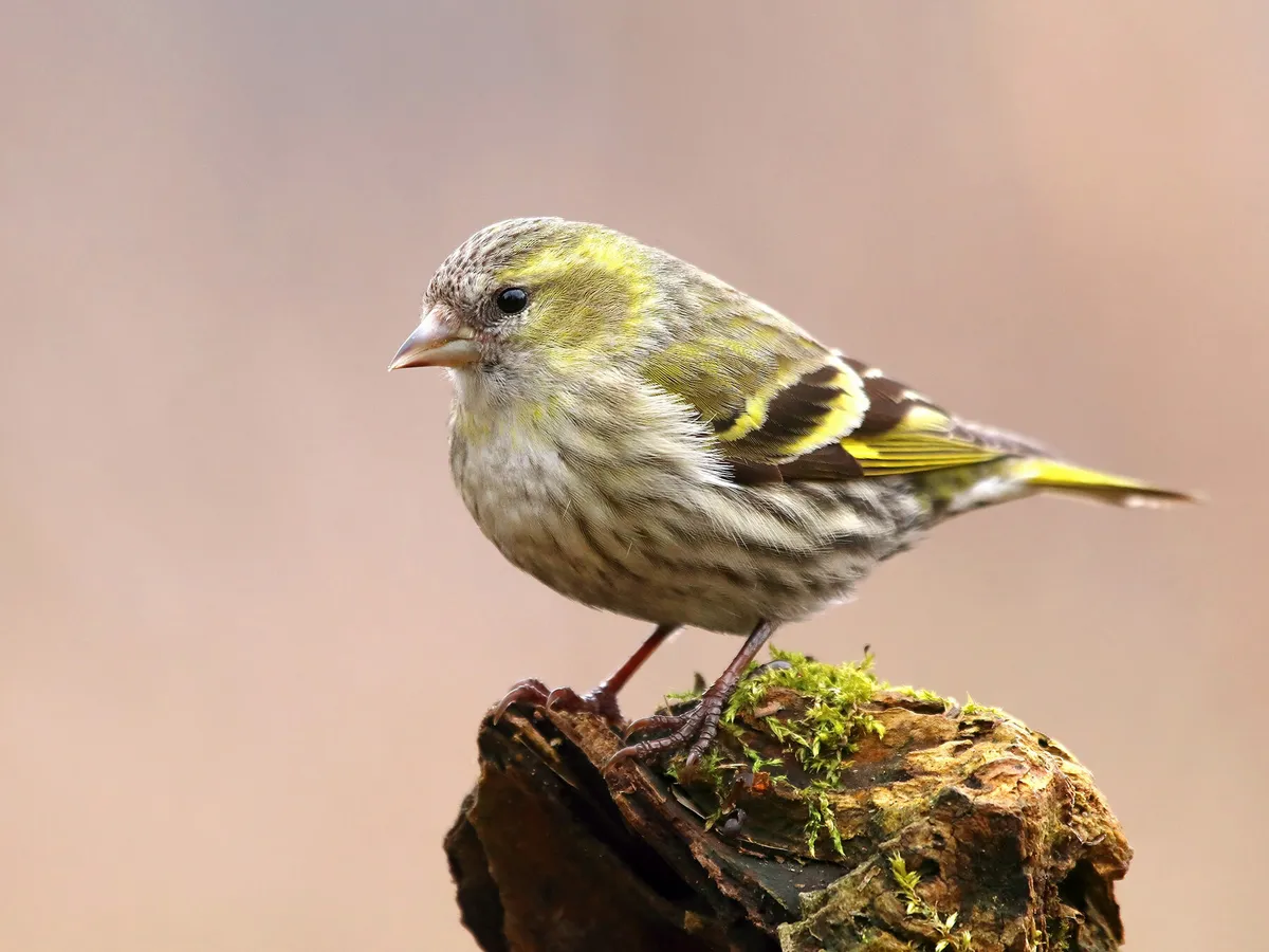 Female Siskin