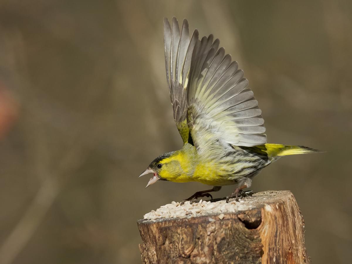 Siskin or Greenfinch: Tips to Spot the Difference