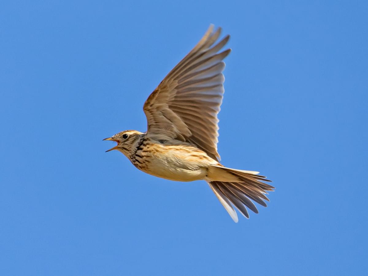 Skylark singing in flight
