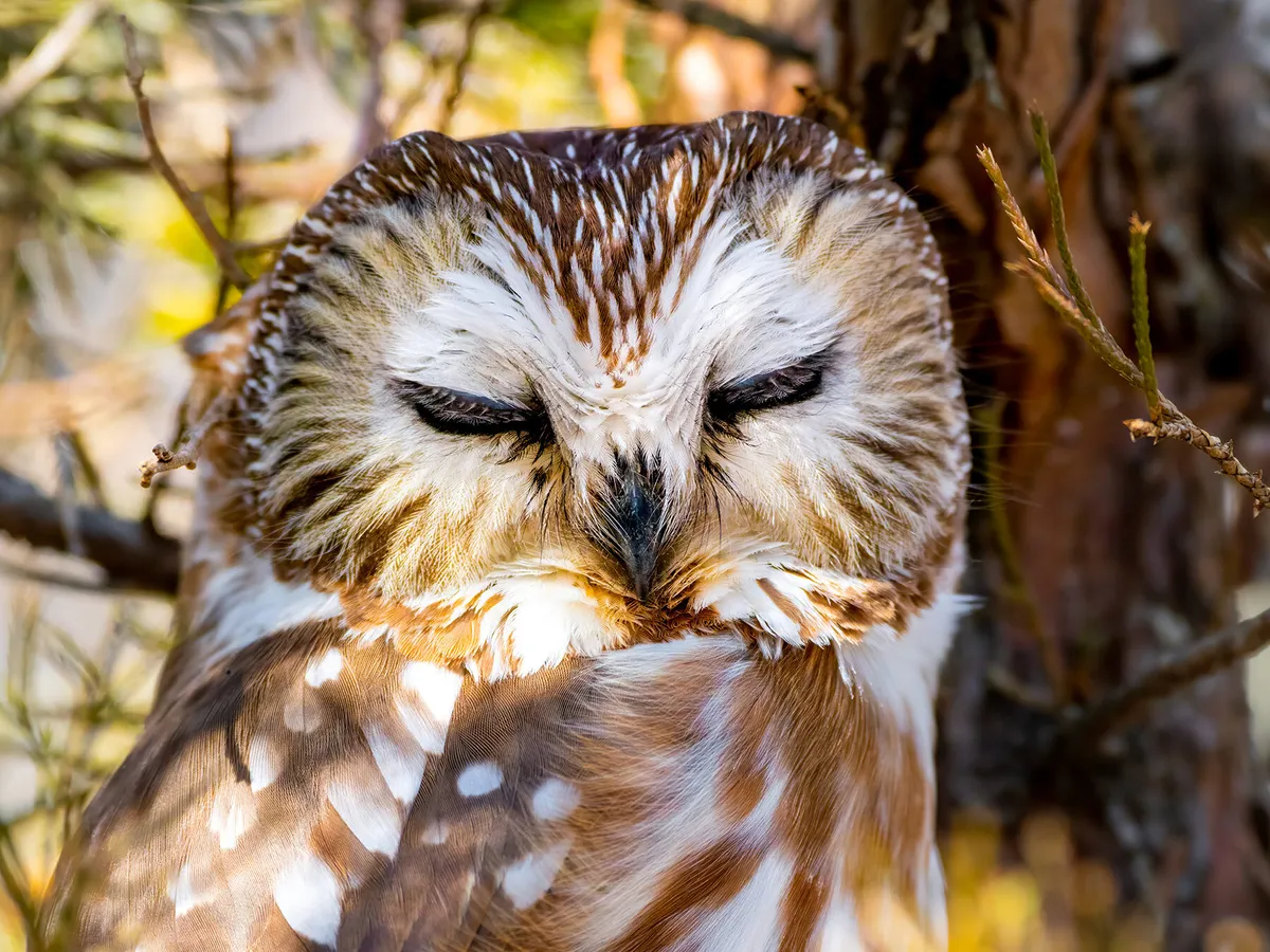Where Do Owls Sleep? (Location, Habits and Behavior) | Birdfact