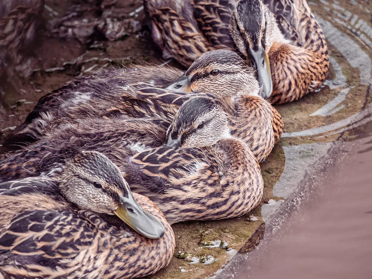 What is a Group of Ducks Called? (Complete List + Why?) | Birdfact