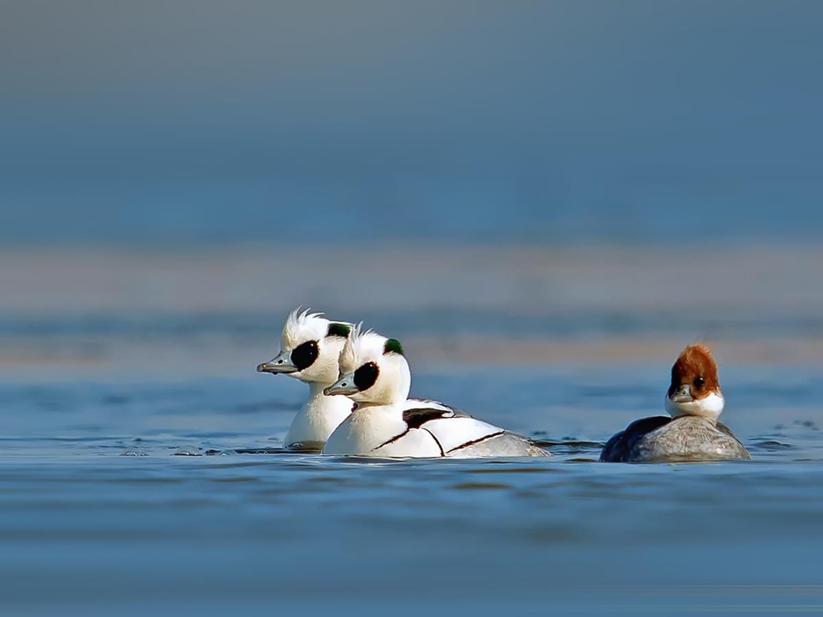 Two males and one female Smew