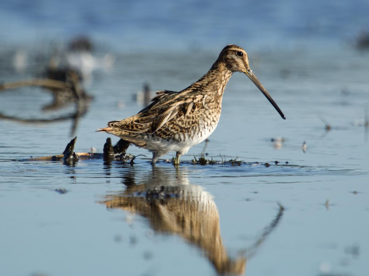 Snipe foraging in flooded land