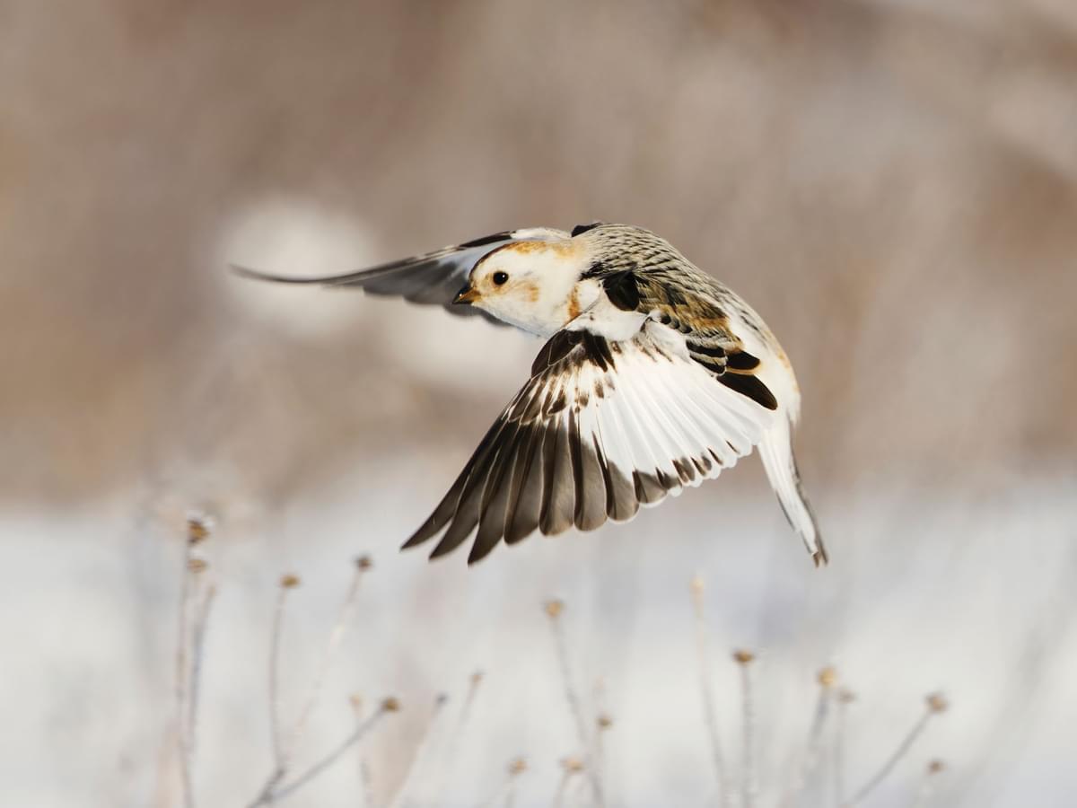 Snow Bunting in flight, coming in to land with wings spread wide