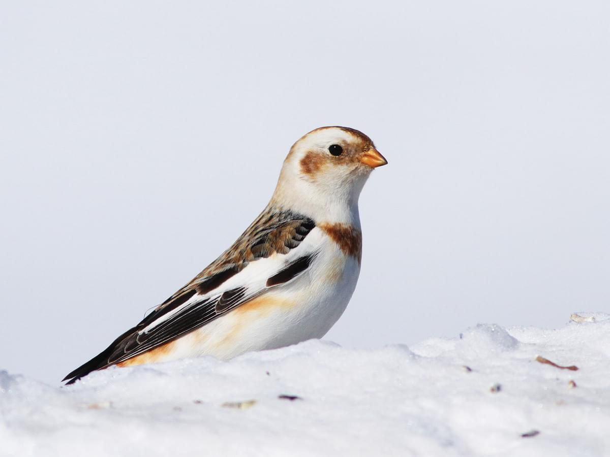 Snow Bunting in winter